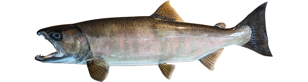 琵琶湖